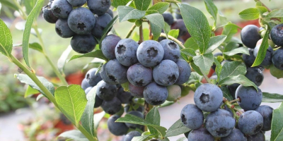 I will sell organic, certified American Blueberry fruit packed