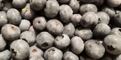 American blueberry bluecrop 15+. Packed in baskets of 3