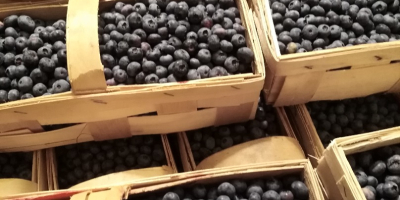 American blueberry bluecrop 15+. Packed in baskets of 3