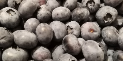 American blueberry bluecrop 15+. Packed in baskets of 3