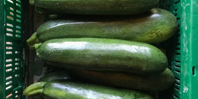 Hello, I am selling courgettes, a variety of bark