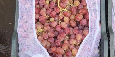 Good day! We wholesale high quality grapes from Uzbekistan.