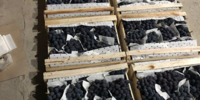 Good day! We wholesale high quality grapes from Uzbekistan.