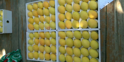 Good day! We wholesale high quality apricots from Uzbekistan.