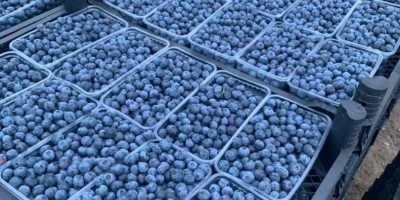 Good day! We are selling high quality blueberries wholesale