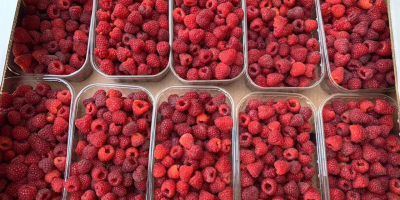 Good day! We are selling quality raspberries wholesale from