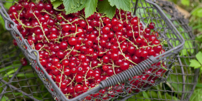 Good day! We are selling quality currants wholesale from