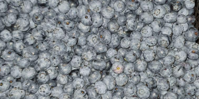 HIGH QUALITY BLUEBERRY GREAT PRICE Together with my partner,