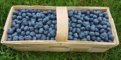 I will sell blueberry fruit, nice large fruit. Variations