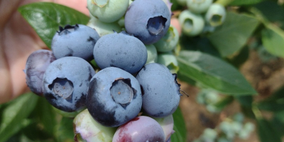 I WILL SELL AMERICAN BLUEBERRY FROM OWN PLANTATION. POSSIBLE