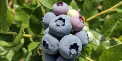 I WILL SELL AMERICAN BLUEBERRY FROM OWN PLANTATION. POSSIBLE