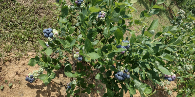 I WILL SELL AMERICAN BLUEBERRY FROM OWN PLANTATION. POSSIBLE