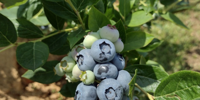 I WILL SELL AMERICAN BLUEBERRY FROM OWN PLANTATION. POSSIBLE