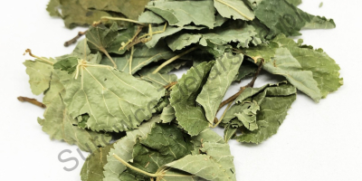 Lipa leaf for sale (Tilia cordata folium), large quantities