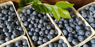 Fresh blueberry from its own plantation, about 100 kg