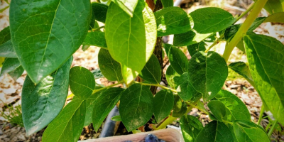 Fresh blueberry from its own plantation, about 100 kg