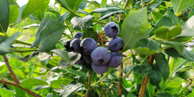 Fresh blueberry from its own plantation, about 100 kg