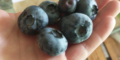 I will sell blueberry fruit from my own plantation