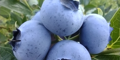 I will sell American blueberry about 300 kilograms a