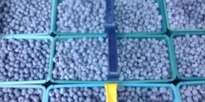 I will sell American blueberry about 300 kilograms a