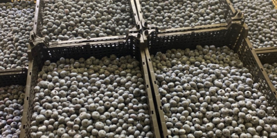I will sell blueberry, wholesale quantities. Bluecrop variety, caliber