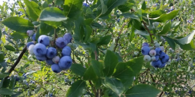 I will sell blueberries from a family farm near