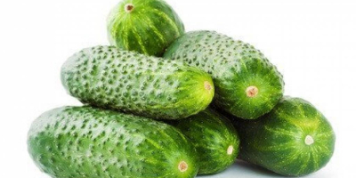 I will sell cucumbers, picked every 2 days. 3