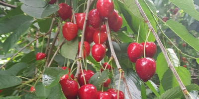 for sale cherries REGINA I also have a raspberry