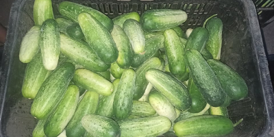 I will sell organic field cucumber - from 11