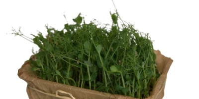 Hello, I am selling microgreen. Red coral radish; Violet
