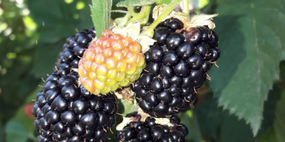 I am selling sweet blackberries from the Thornfree variety.
