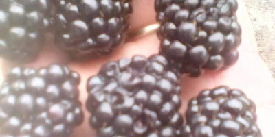 I am selling sweet blackberries from the Thornfree variety.