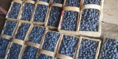 I will sell a beautiful American blueberry. Torn every