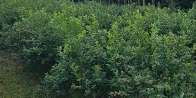 I will sell blueberry from our own plantation. We