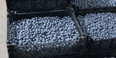 I will sell blueberry from our own plantation. We