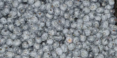 Blueberry Straight From The Farm. Blueberry: Now 4 -