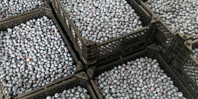 Blueberry Straight From The Farm. Blueberry: Now 4 -