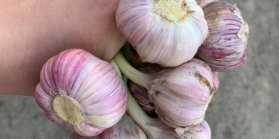 Hello. Harnaś winter garlic for sale. healthy and aromatic