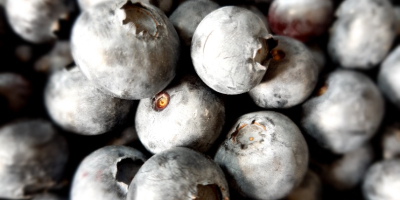 I will sell blueberry fruit. Fresh and nice, made