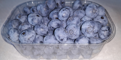 Hello, I am selling blueberries up to 1.5 tons