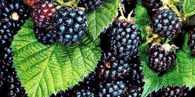 The best thornless blackberry which is great for health