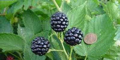 The best thornless blackberry which is great for health