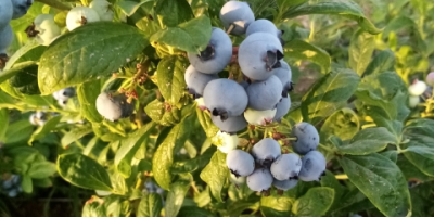 I will sell blueberry, 500 kg daily, fresh, with