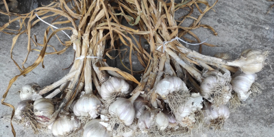 I will sell dirty harnaś garlic, with haulm and