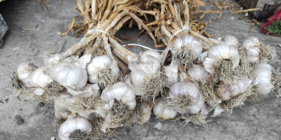 I will sell dirty harnaś garlic, with haulm and