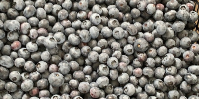 I will sell a freshly torn blueberry, caliber from