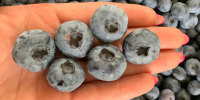 I will sell a freshly torn blueberry, caliber from