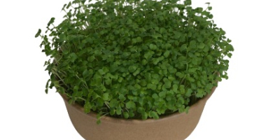 Bună ziua, cultivăm plante microgreen. „Microgreen este lăstarii tineri