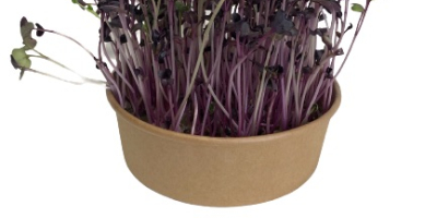 Hello, we are growing microgreen plants. “Microgreen is the