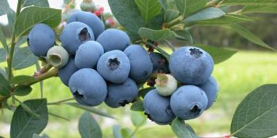 Bilberries with an ecological certificate - eco-guarantee Price is